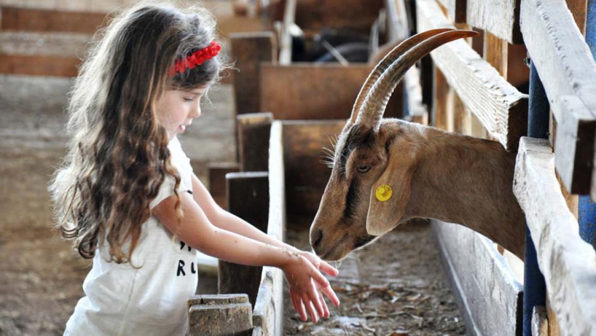 שלל פעילויות מהנות ביום המשפחה בגליל המערבי ובחבל יהודה