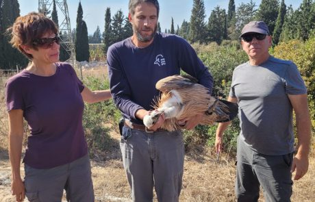 סיפורו של גוזל נשר פצוע, הובא לטיפול ונקווה שיחלים ויושב לטבע