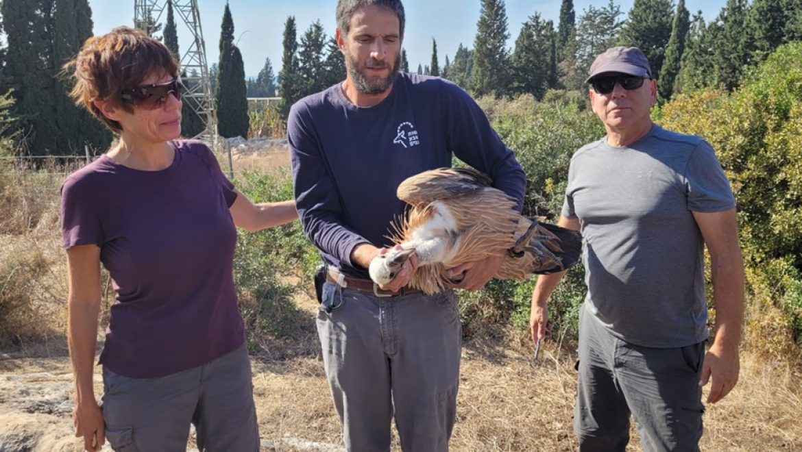 סיפורו של גוזל נשר פצוע, הובא לטיפול ונקווה שיחלים ויושב לטבע