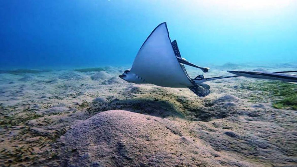 קבלו הצצה לעולם הימי הקסום של מפרץ אילת