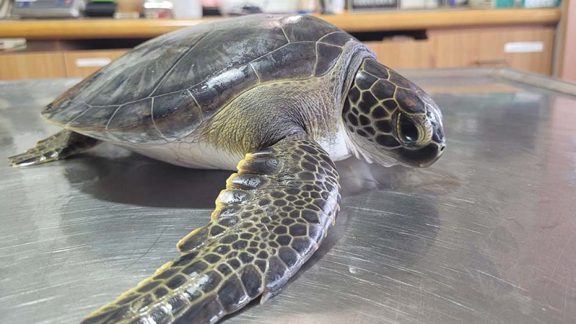 צב חולץ ע”י צוללן של חברת החשמל והובל למרכז הצלה לצבי ים