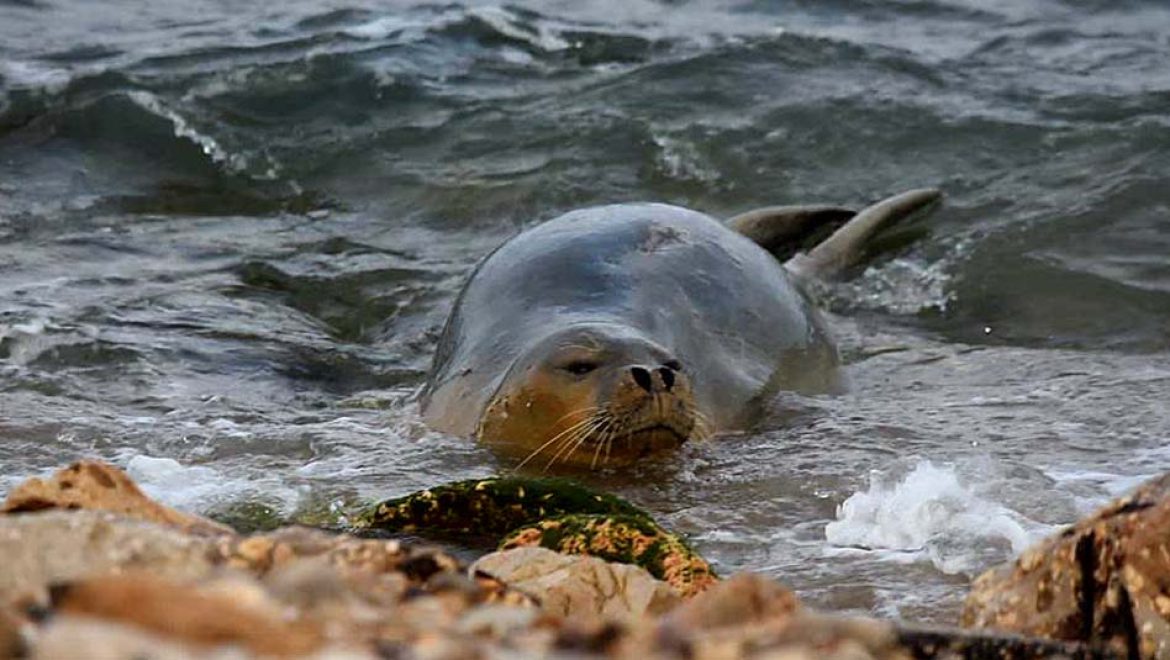 המשך “עלילות יוליה”