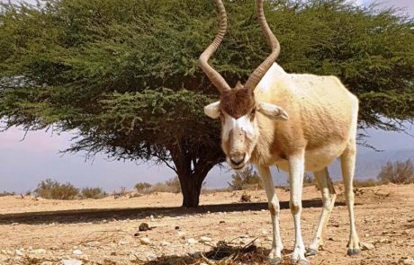 ממשיכים לטייל בחיק הטבע עם כל המשפחה