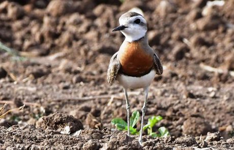 אורח נדיר באזור עמק המעיינות: חופמי אסיה