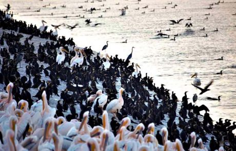 כניסת השקנאים לארץ הסתיימה ומסתכמת בכ-43,700 שקנאים