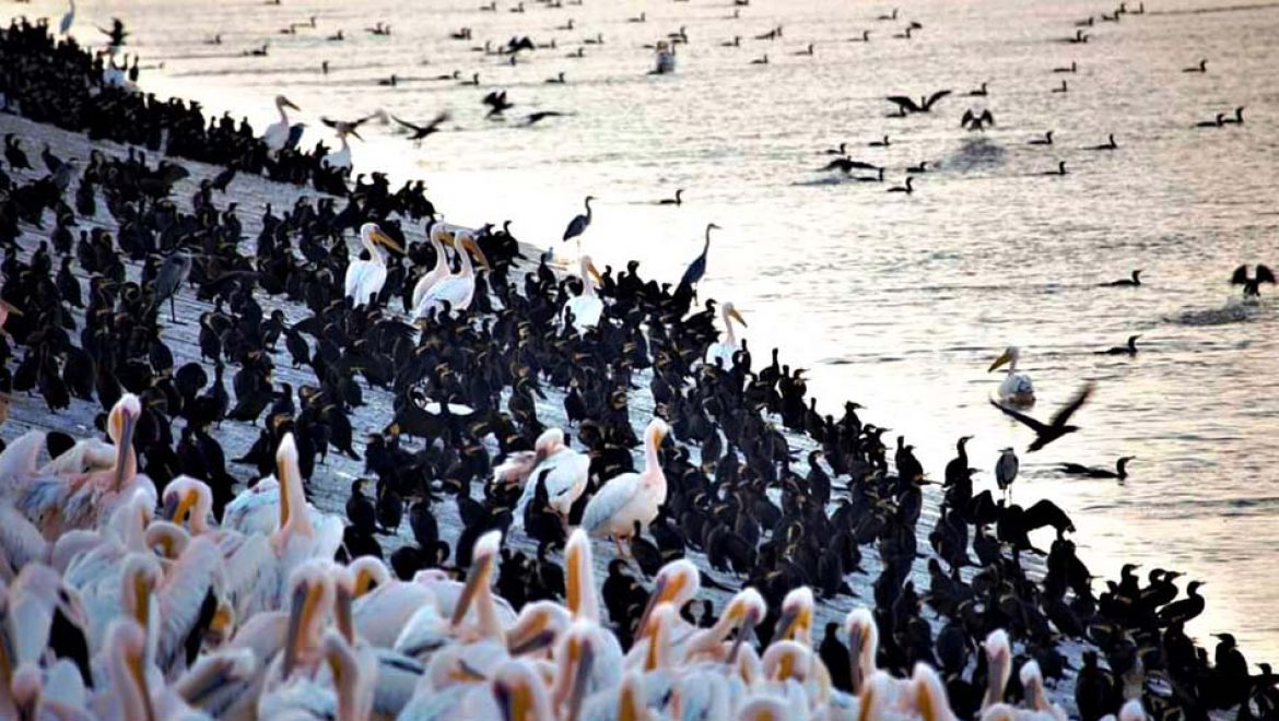 כניסת השקנאים לארץ הסתיימה ומסתכמת בכ-43,700 שקנאים