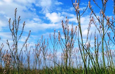 פריחות הבוקר בשמורת הטבע הדום השומרון על גבעות בשיפולי השומרון