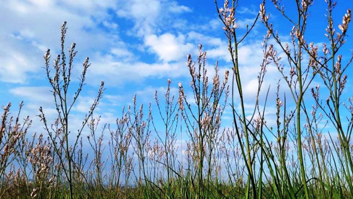 פריחות הבוקר בשמורת הטבע הדום השומרון על גבעות בשיפולי השומרון