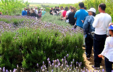 הולכים לאיבוד בלב הטבע ב”מבוך מרים”
