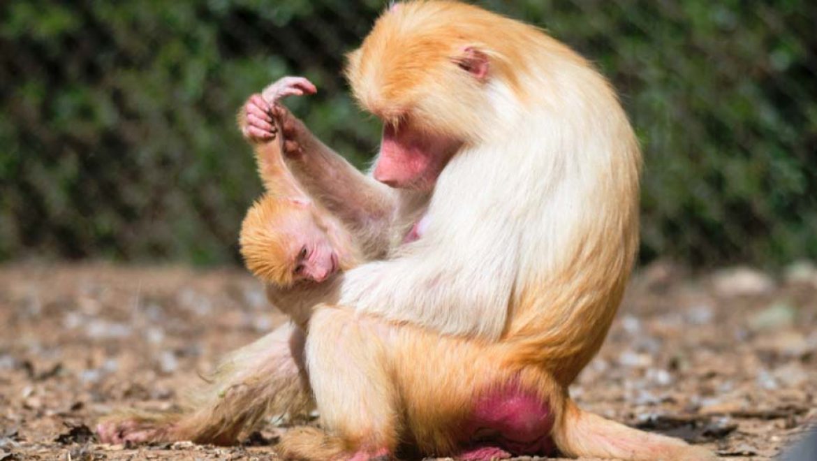 ג’ינג’ זה אופי! סהרה הבבונית המליטה גור ג’ינג’י כמוה