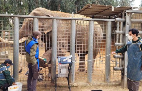 הפיל הכי מותק בספארי והזכר המבוגר ביותר שחי היום בגני החיות בעולם
