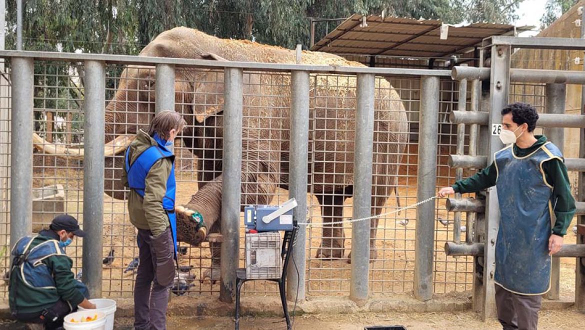 הפיל הכי מותק בספארי והזכר המבוגר ביותר שחי היום בגני החיות בעולם