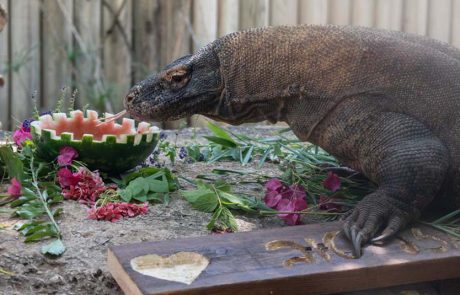 חגיגה בספארי ר”ג: שאול, כוח הקומדו, חוגג יום הולדת 12