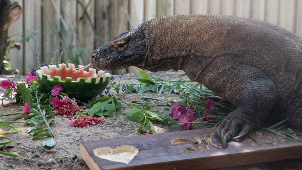 חגיגה בספארי ר”ג: שאול, כוח הקומדו, חוגג יום הולדת 12