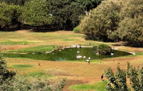 יום הולדת לדרווין במוזיאון הטבע ע”ש שטיינהרדט בת”א