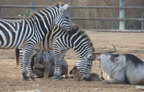 בייבי בום בספארי ר”ג