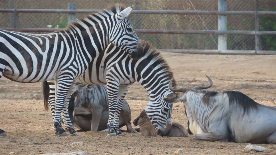 בייבי בום בספארי ר”ג