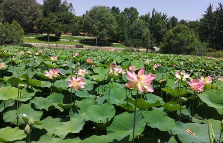 פסטיבל לוטוס בגן הבוטני בירושלים