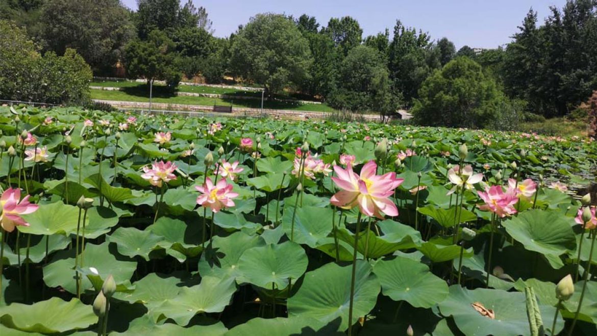 פסטיבל לוטוס בגן הבוטני בירושלים