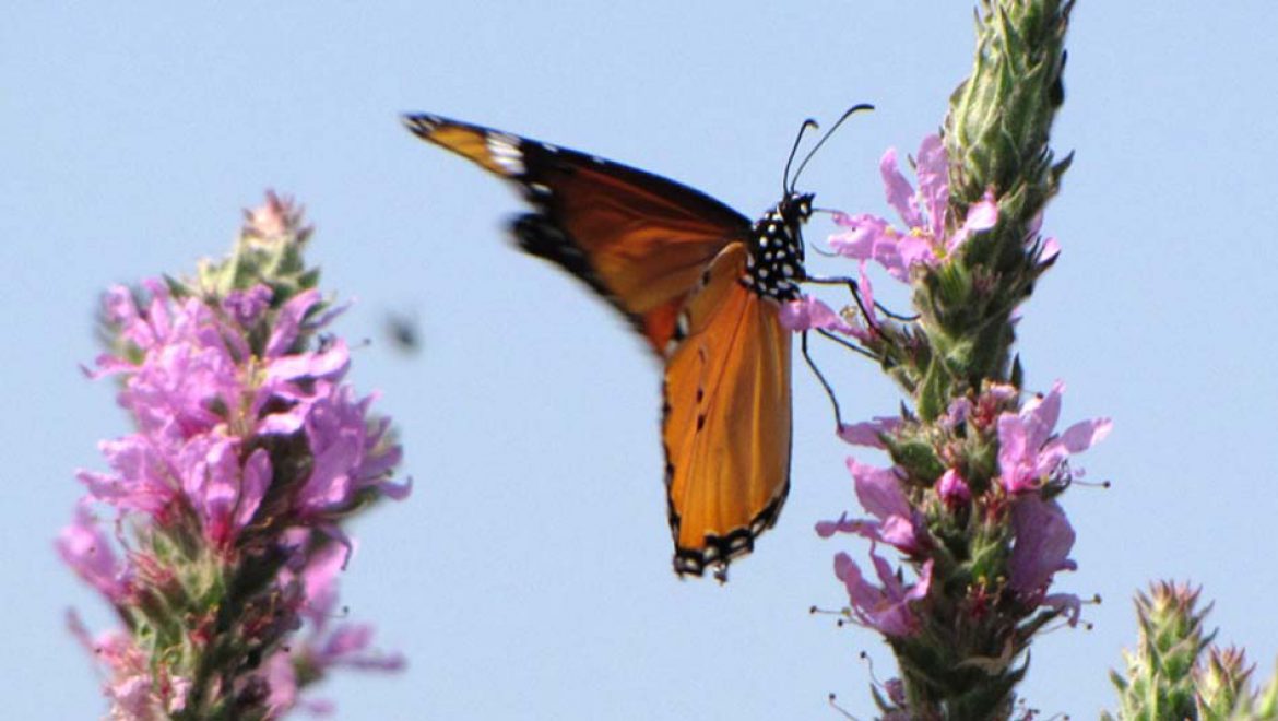 פסטיבל הפרפרים: חשבתם שרק ציפורים נודדות? גם פרפרים נודדים!
