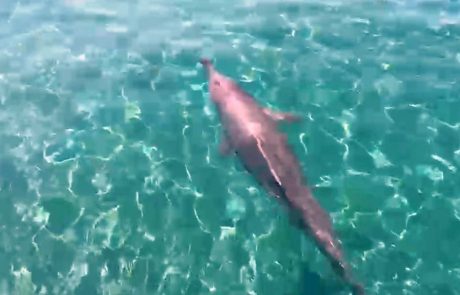 תצפית נוספת על הדולפינה המגובננת בחוף הצפוני במפרץ אילת