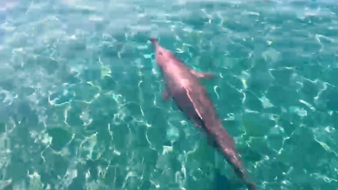 תצפית נוספת על הדולפינה המגובננת בחוף הצפוני במפרץ אילת