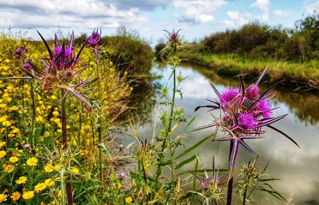 מטיילים בגן לאומי תל דור: סימנים מן העבר