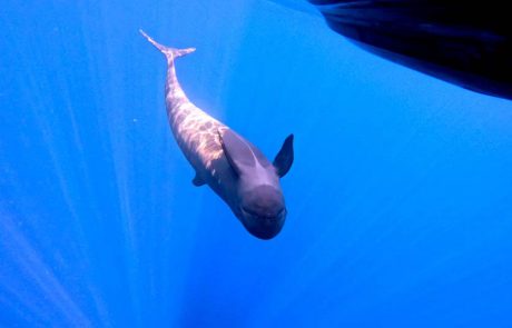 דולפינים ללא גבולות…