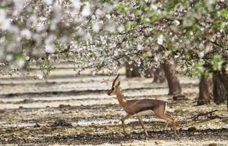 הקסם חוזר: פסטיבל השקדיות של חבל יתיר