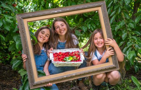האדום-המתוק-העסיסי הזה: פסטיבל הדובדבן של חבל יתיר חוזר