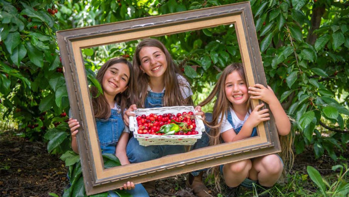 האדום-המתוק-העסיסי הזה: פסטיבל הדובדבן של חבל יתיר חוזר