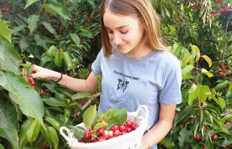 דובדבן ביער 2020 קטיף נטו במעון, חבל יתיר