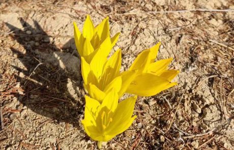 צאו מהבית: שלושה מסלולים לטיולי חורף משפחתיים, עם פריחות מלבבות