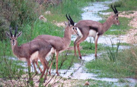 שלג על עירי, כל הלילה נח