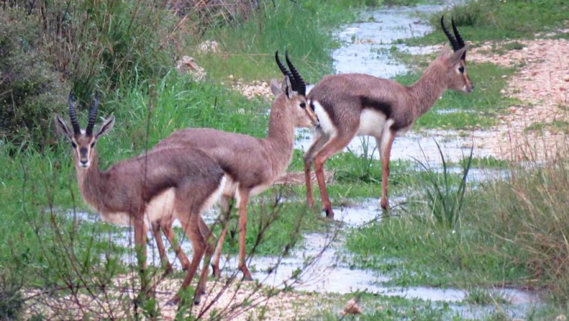 שלג על עירי, כל הלילה נח