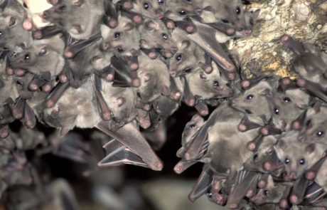 שנת העטלף: אחרי פתיחת מועדון זאפה, נפתחות מערות העטלפים