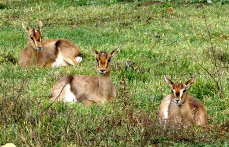 המשפחה מוזמנת לבקר בפארק הטבע העירוני עמק הצבאים שבירושלים