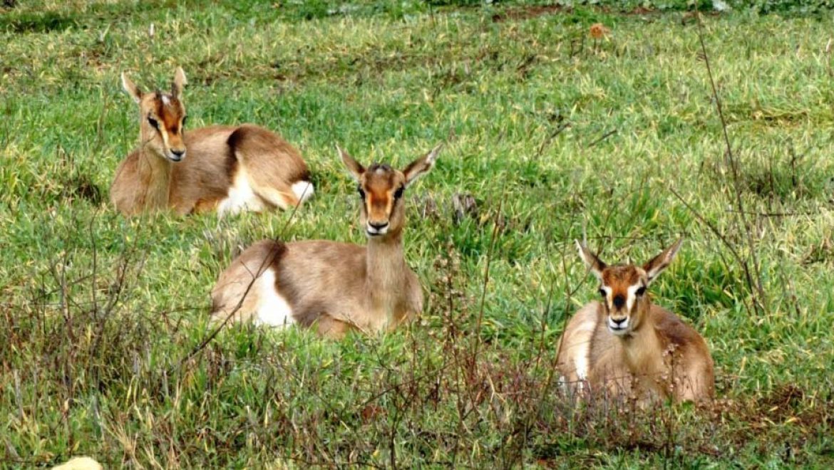 המשפחה מוזמנת לבקר בפארק הטבע העירוני עמק הצבאים שבירושלים
