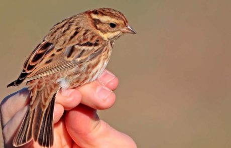 ציפור השיר “גבתון לבן גרון” נצפתה וטובעה באגמון החולה קק”ל