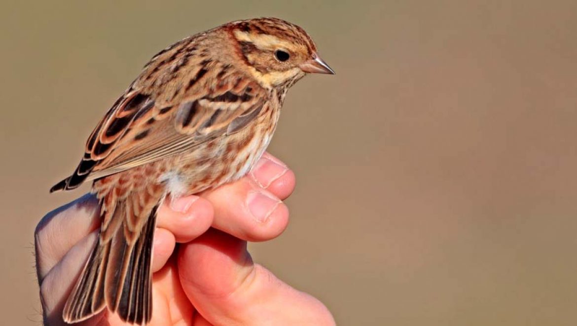 ציפור השיר “גבתון לבן גרון” נצפתה וטובעה באגמון החולה קק”ל