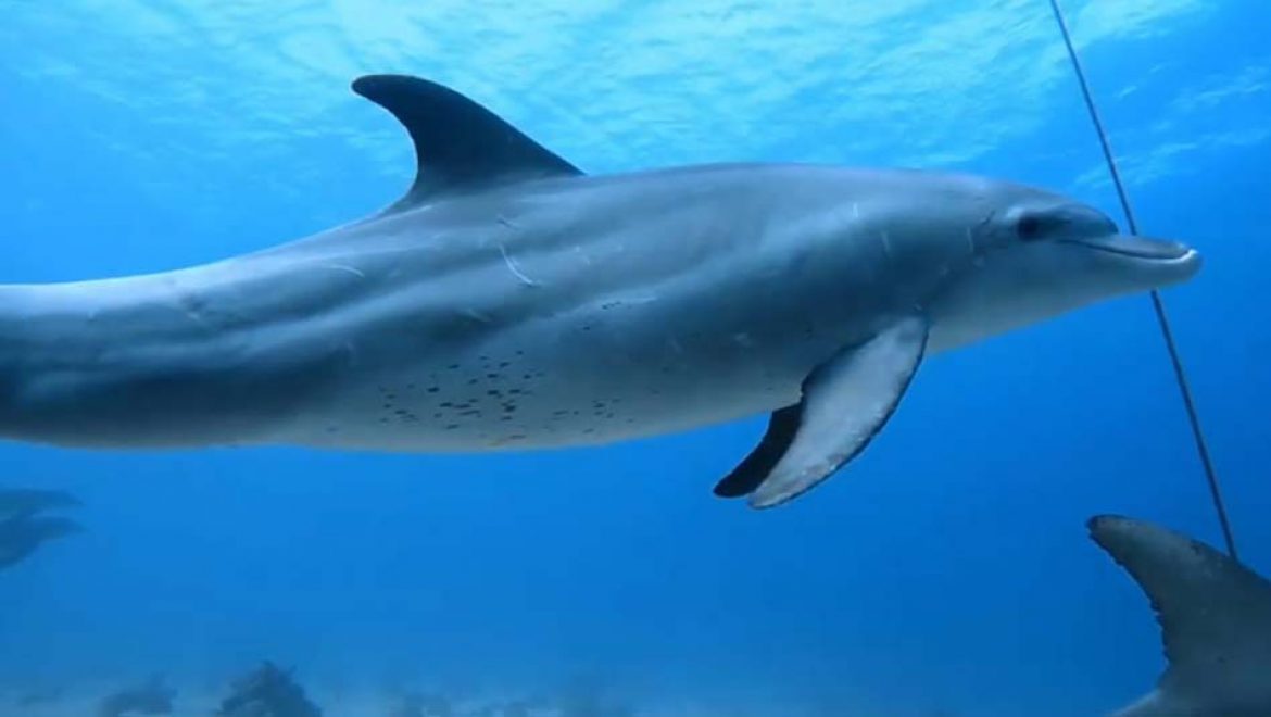 דולפינים מבקרים במפרץ אילת