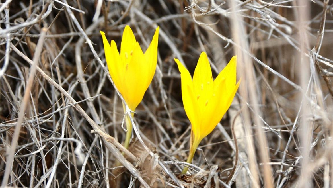 פארק אגם ירוחם – חלמונית פורחת וציפורים מעל