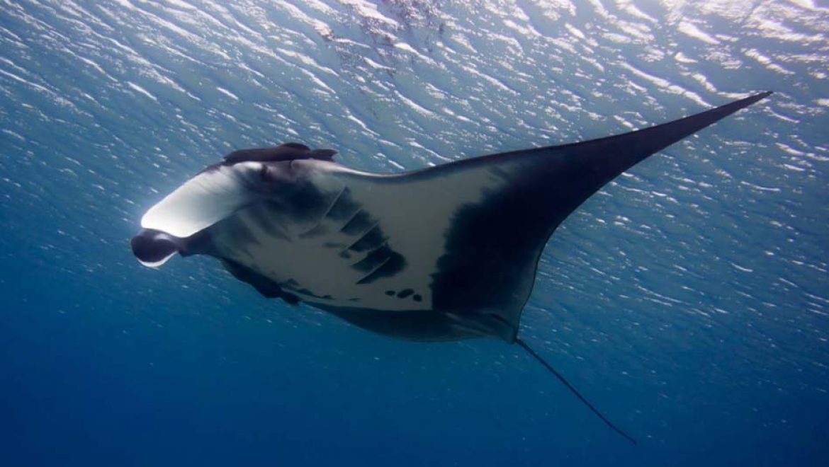 נא להכיר את מנטה ענק: כאשר אצלנו מוטל הסגר, הטבע מתעורר