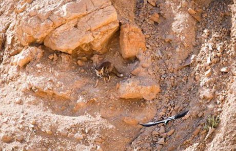 מה קורה בטבע כאשר אנחנו שוהים בסגר?