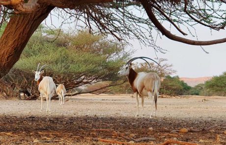 אולימפייאדת הטבע של הראם הלבן