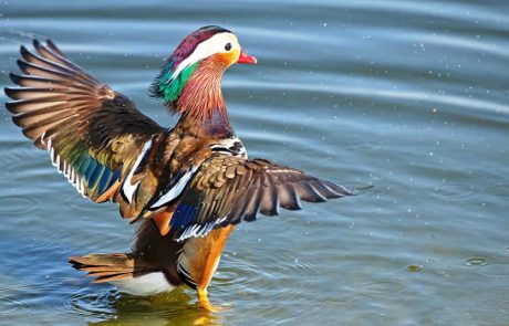 טיול למצפור ויקר בעקבות ברווז מנדרין סיני