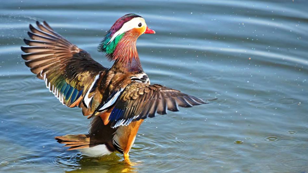 טיול למצפור ויקר בעקבות ברווז מנדרין סיני