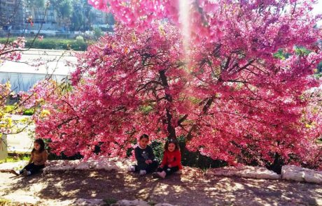 פריחות מרהיבות בגן הבוטני גבעת רם בירושלים