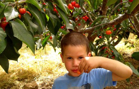 פסטיבל הדובדבן חוזר עם שפע פעילויות משפחתיות