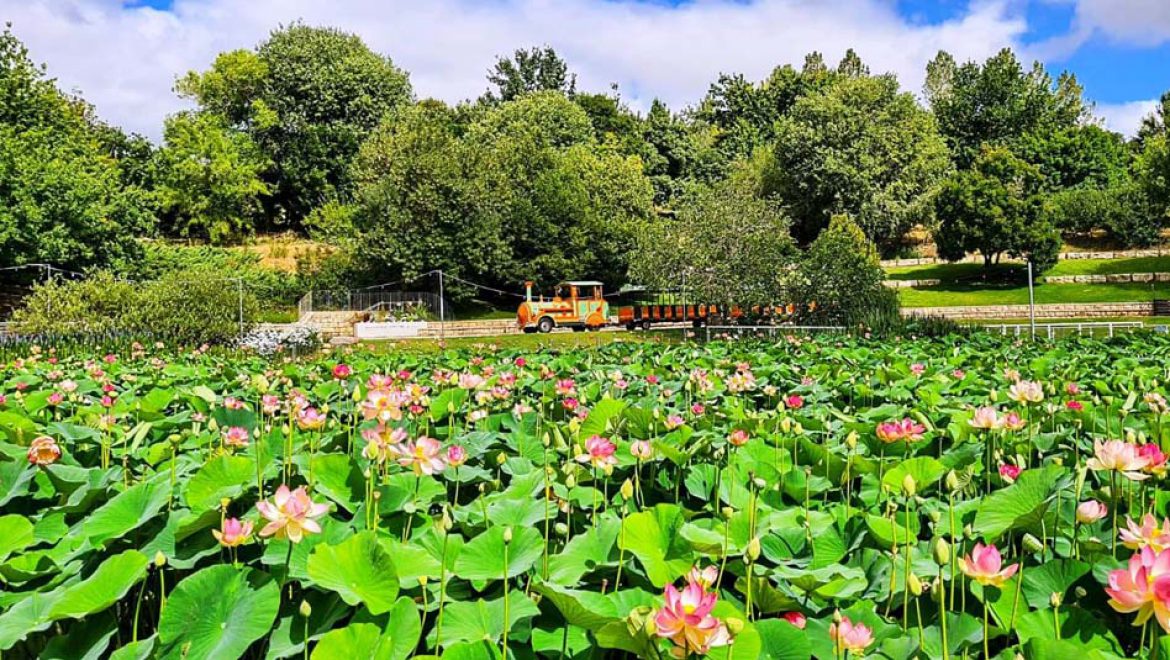 הלוטוס הקדוש שוב פורח בגן הבוטני הירושלמי